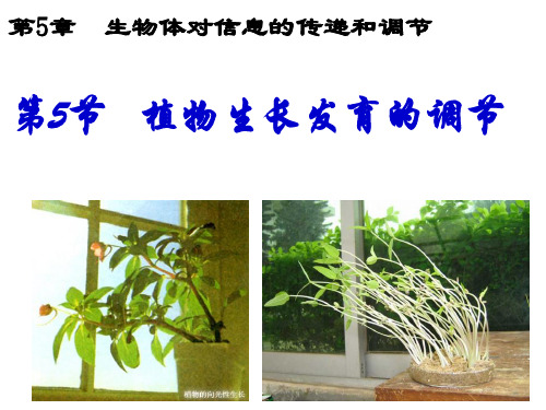 沪科版生物高中第二册5.4《植物生长发育的调节(共47张PPT)