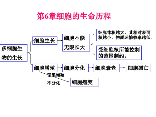 细胞的生命历程(共18张PPT)