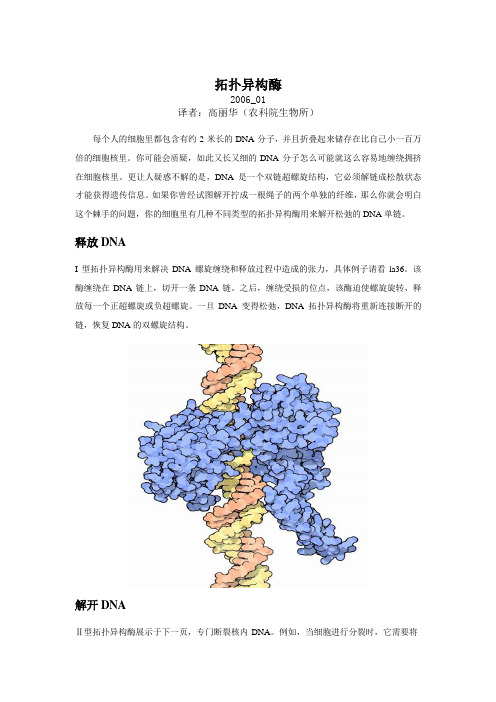 拓扑异构酶