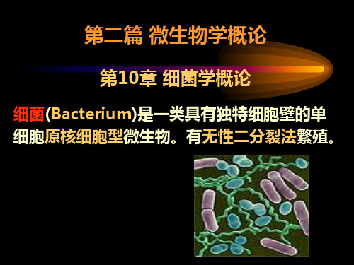 细菌总论