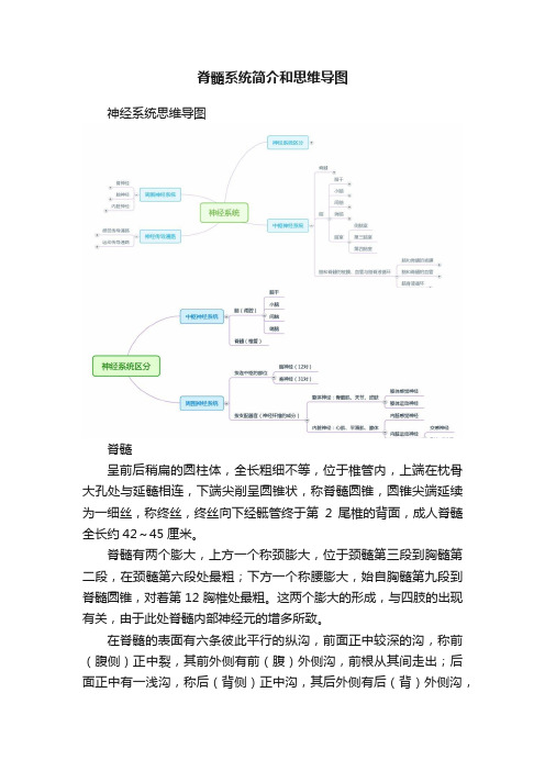 脊髓系统简介和思维导图