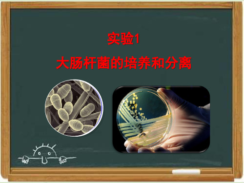 浙科版生物选修一《生物技术实践 》《大肠杆菌的培养和分离》教学课件2-新版