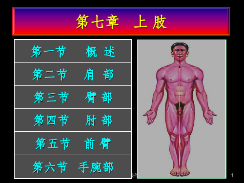 局部解剖学第七章上肢一ppt课件