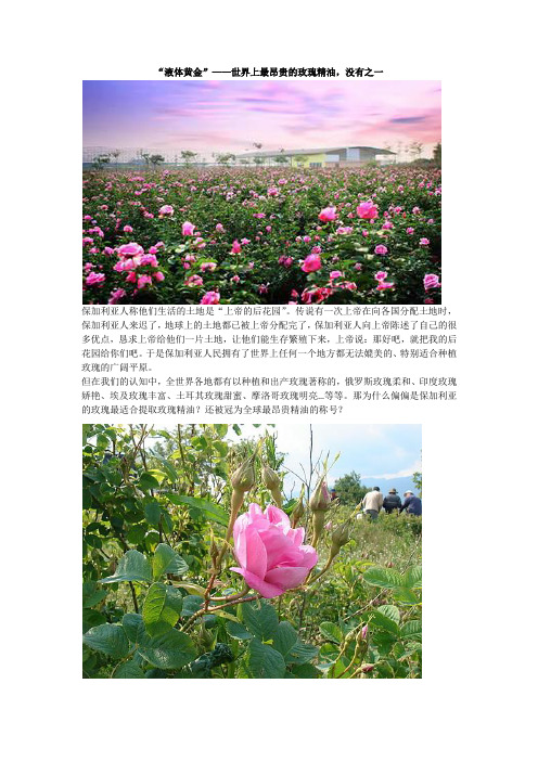 世界上最昂贵的玫瑰精油Bulgarian Rose ,没有之一