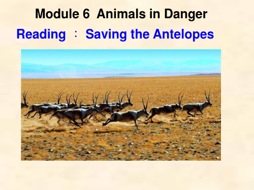 高中英语《saving the antelopes》优质教学课件设计