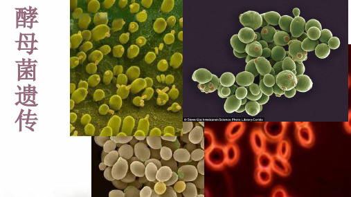 《酵母菌遗传》