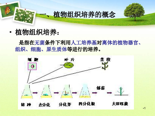 植物组织培养演示幻灯片