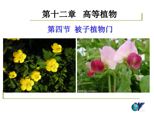 药用植物学与生药学18蓼科 ppt课件