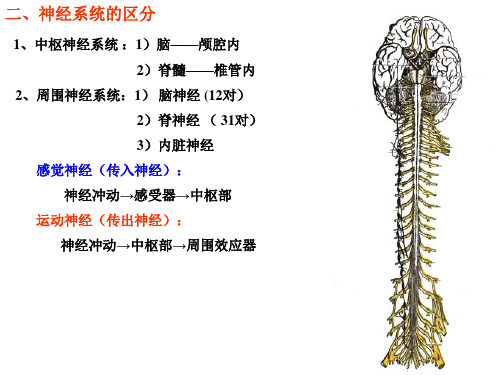 神经总论及脊髓-26页精选文档