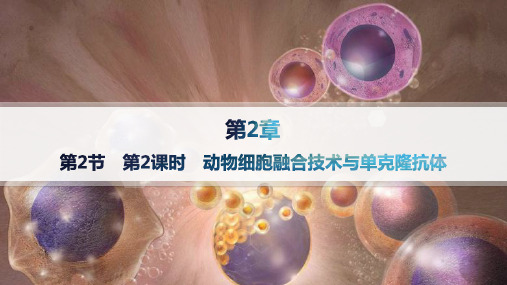 人教版高中生物学选择性必修3生物技术与工程精品课件 第2章 第2课时 动物细胞融合技术与单克隆抗体