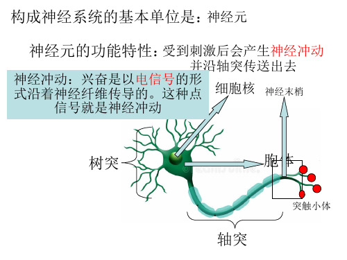 神经细胞膜电位详解(内置flash)