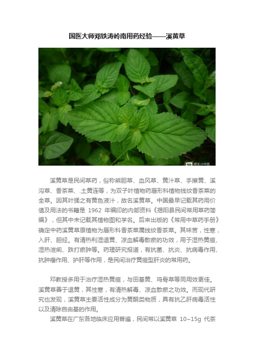 国医大师邓铁涛岭南用药经验——溪黄草