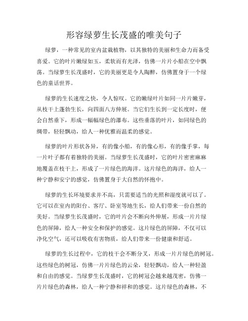 形容绿萝生长茂盛的唯美句子