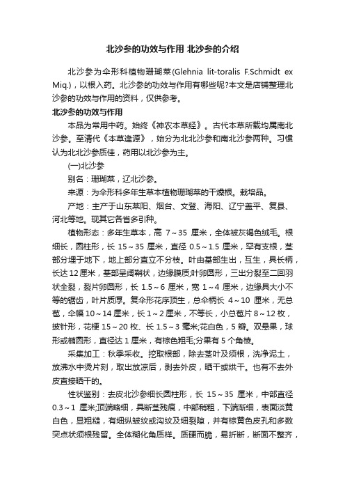 北沙参的功效与作用北沙参的介绍