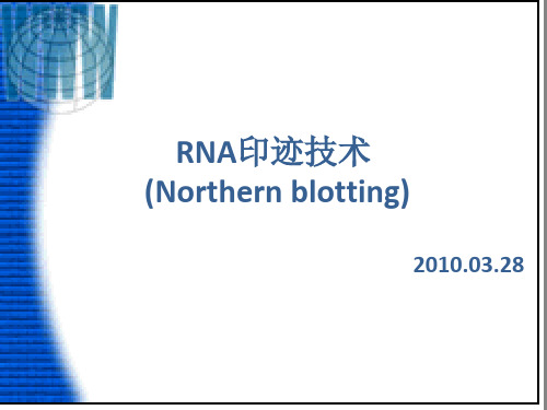 (完整版)Northern-blotting