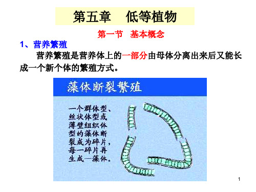 药用植物学——低等植物ppt课件