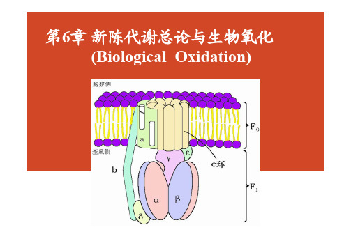 生物化学：第6章 新陈代谢总论与生物氧化