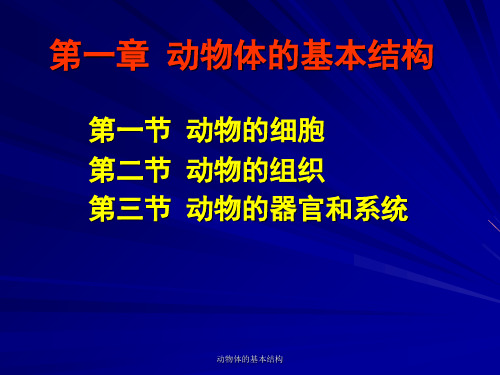 动物体的基本结构PPT课件