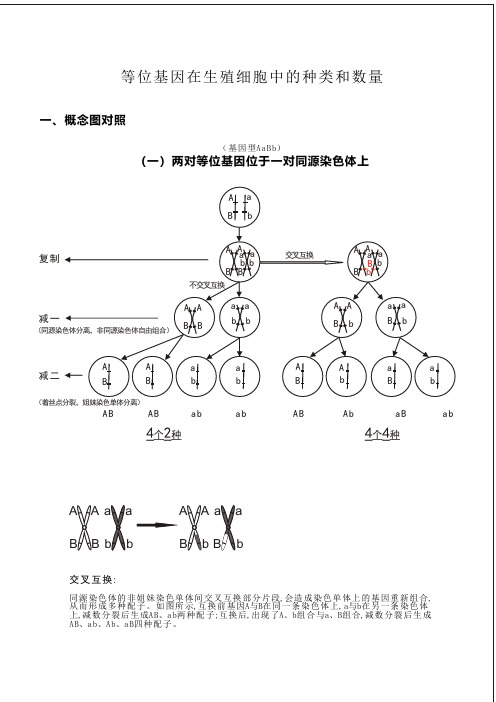 等位基因在生殖细胞中的种类和数量