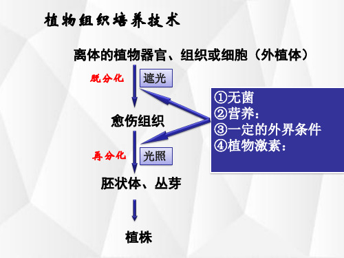高中生物课件-2.1.2植物细胞工程的实际应用