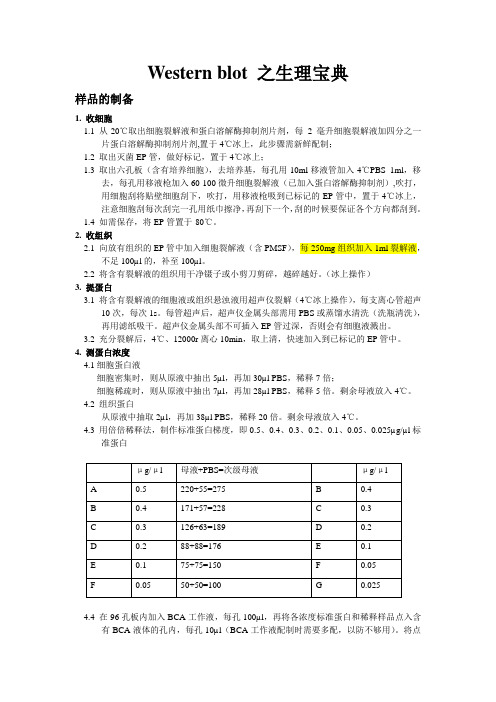 western blot 实验步骤