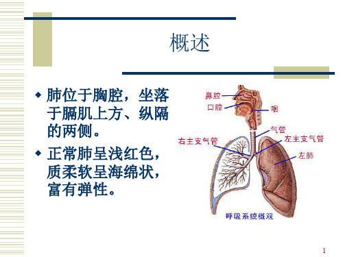 肺的解剖及分段ppt课件