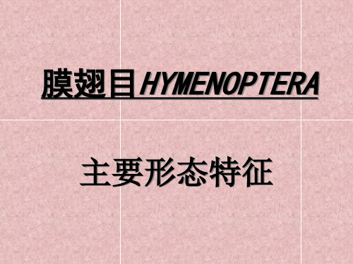 膜翅目