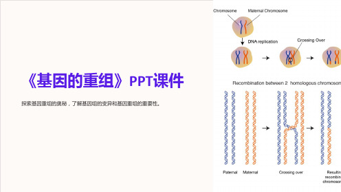 《基因的重组》课件