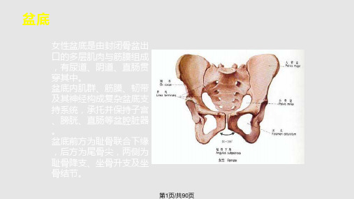 女性盆腔解剖及TVTTVTO治疗女性SUIPPT课件