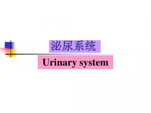 组织胚胎学泌尿系统