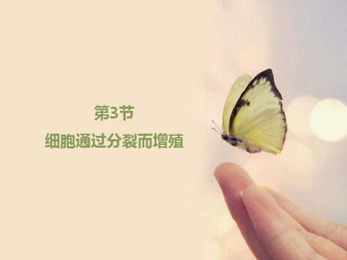 北师大版七年级上册生物细胞通过分裂而增殖课件