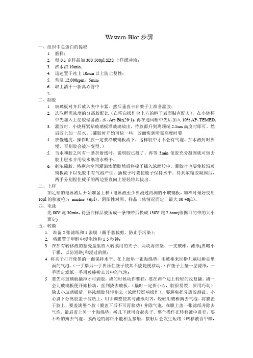 western blot 步骤