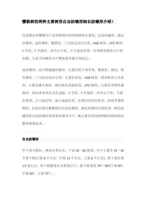 樱桃树的两种主要树形自由纺锤形细长纺锤形介绍