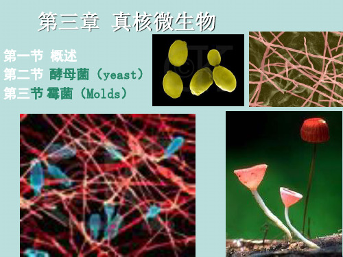 第3章微生物学周德庆真核生物