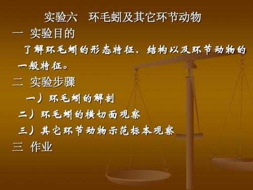 5 无脊椎动物学实验5 Microsoft PowerPoint 演示文稿