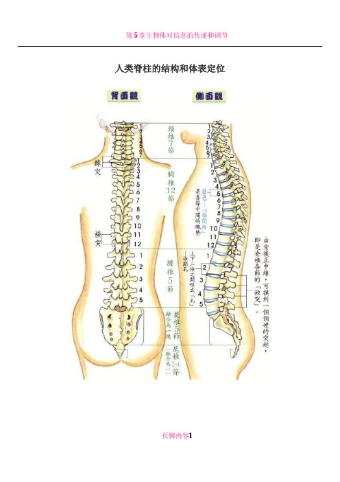 人类脊柱的结构和体表定位