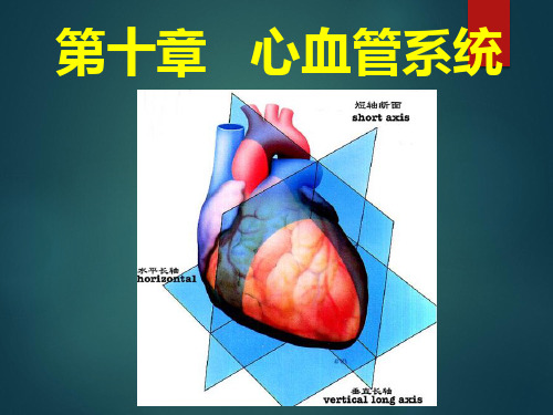 核医学-心血管系统、血液及同位素治疗