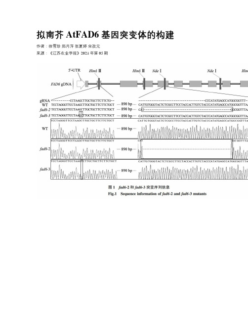 拟南芥  AtFAD6  基因突变体的构建