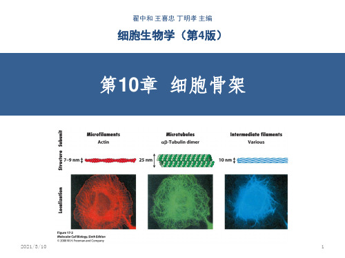 细胞生物学-第10章-细胞骨架(翟中和第四版)课件PPT