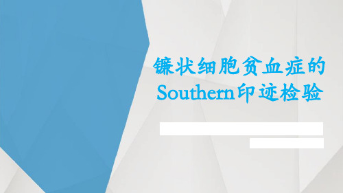 镰状细胞贫血症的Southern印迹杂交检验 ppt