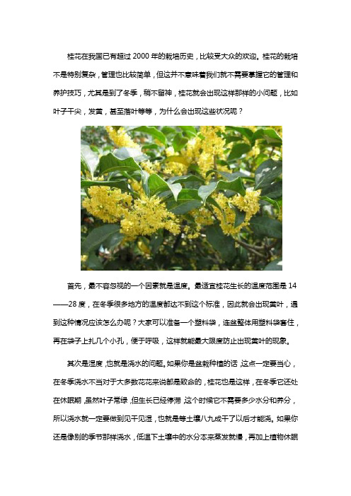 桂花叶子枯了怎么办