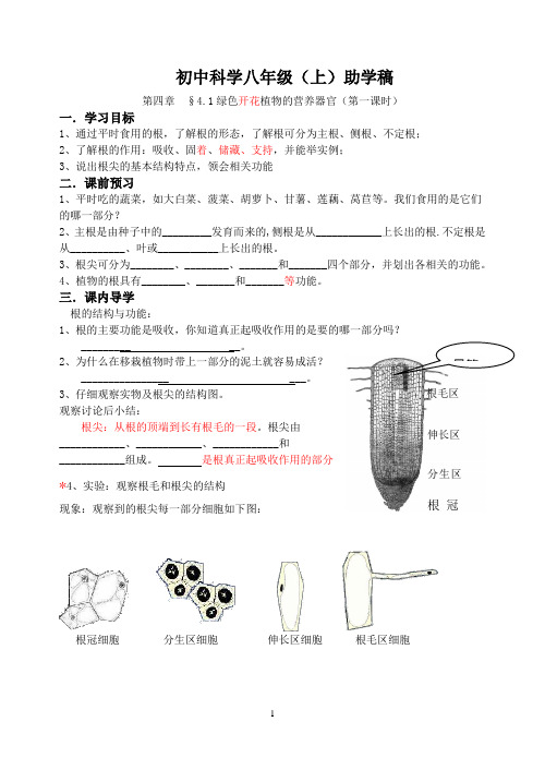 第四章§41绿色开花植物的营养器官(第一课时)