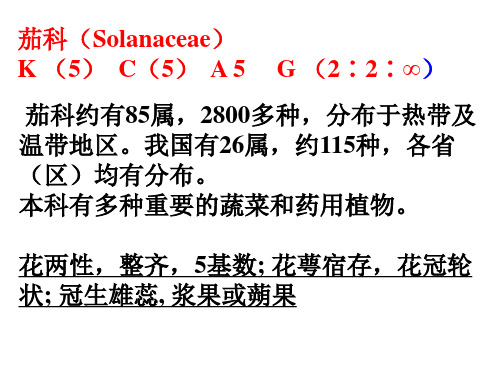 《植物学》茄科 旋花科 唇形科 菊科