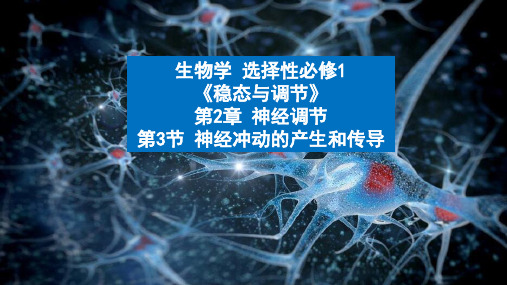 神经冲动的产生和传导说课课件 2024—2025学年高二上学期生物人教版选择性必修1