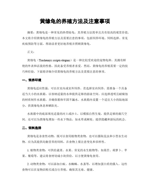 黄缘龟的养殖方法及注意事项