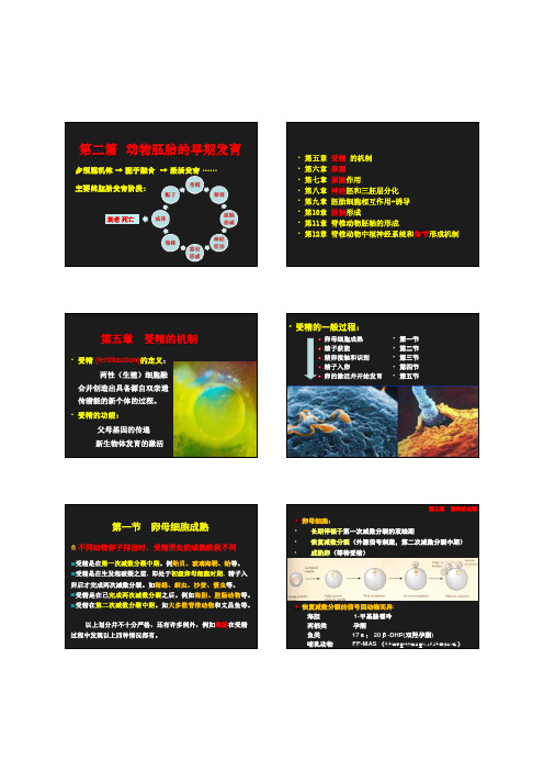3 2动物胚胎的早期发育-五六章