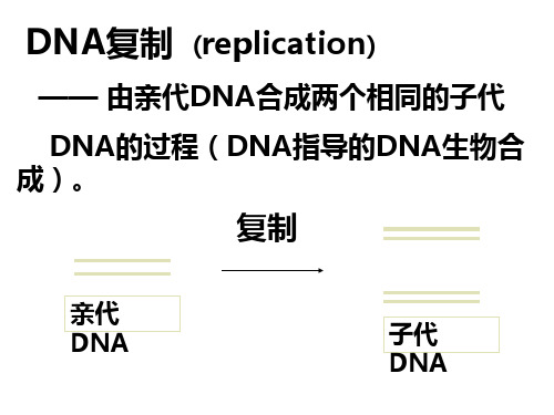 DNA复制转录和翻译-幻灯片(1)