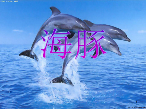 海豚介绍ppt课件