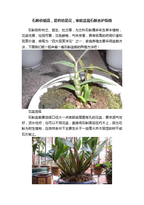 石斛价值高，是药也是花，家庭盆栽石斛养护指南