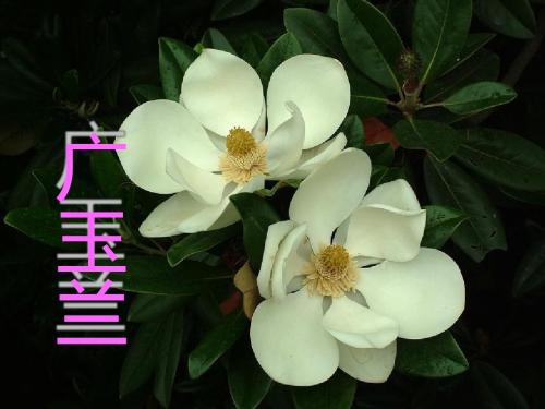 《广玉兰》PPT课件(上课用)3